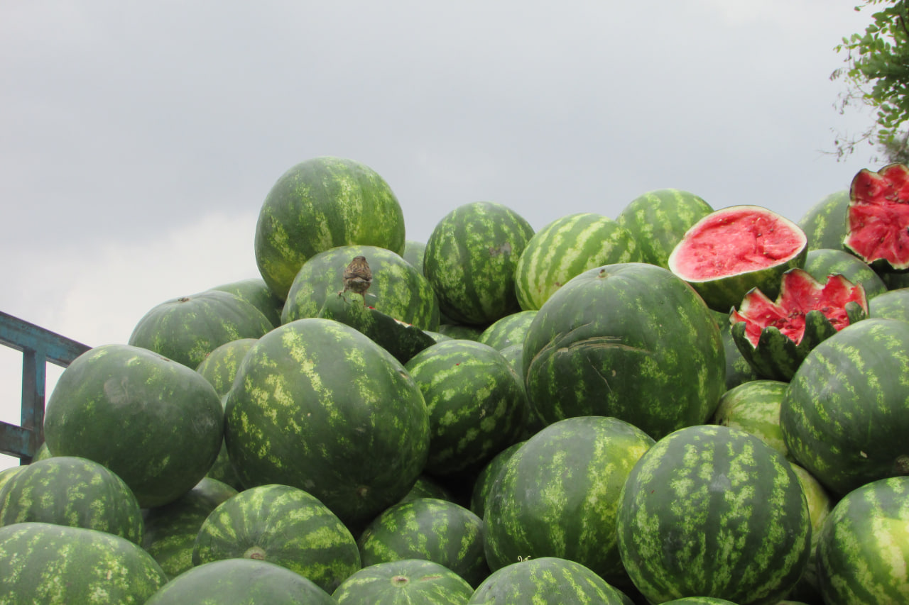 سهم هندوانه ی گنجشک کوچک 